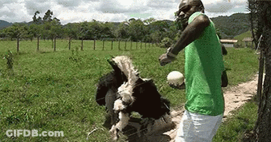 Man In Green Shirt Feeding Ostrich Ball GIF