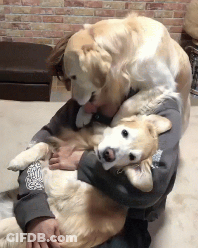 Man In Grey Sweatshirt Holding Large Dog GIF
