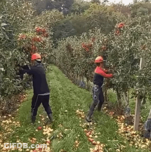 Man In Hard Hat Picking Apples In Orchard GIF