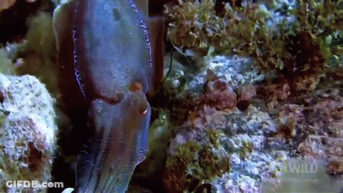 Man In Hat And Goggles With Others GIF