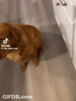 Man In Hat Says I'm Not Supposed To Get Grease On It GIF