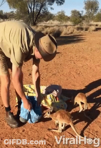Man In Hat Standing Next To Two Kangaroos Viralhog GIF