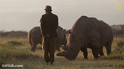 Man In Hat With Rhinos GIF