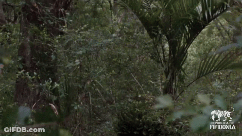 Man In Hawaiian Shirt Dancing In Woods With Fifth Donia Logo GIF