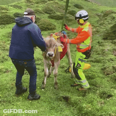 Man In Helmet Next To Calf With Neck Tag GIF