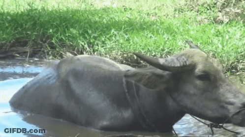 Man In Jar With Mr Boss Heart GIF