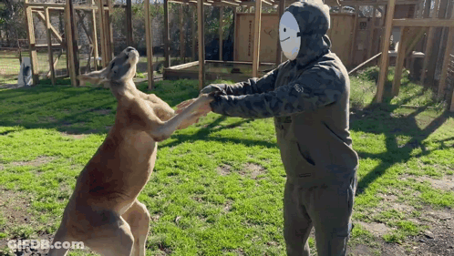 Man In Mask Holding Kangaroo's Hand GIF