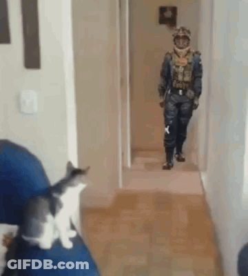 Man In Military Uniform Walking Past Cat On Couch GIF