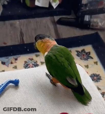 Man In Oregon Shirt With Football Team GIF