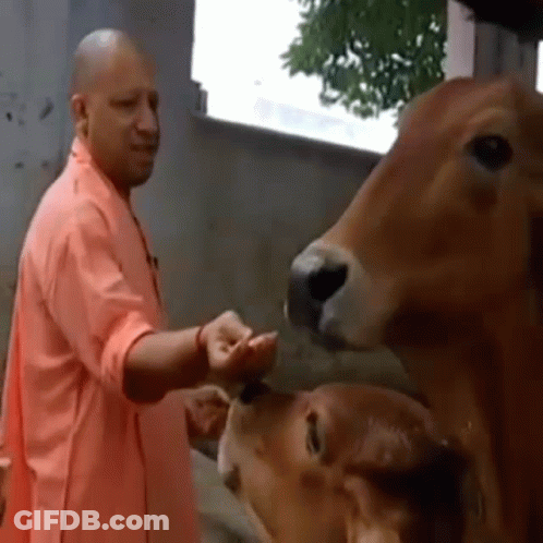 Man In Pink Shirt Feeding Cow GIF