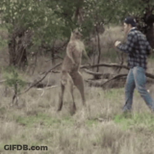 Man In Plaid Shirt Beside Kangaroo GIF
