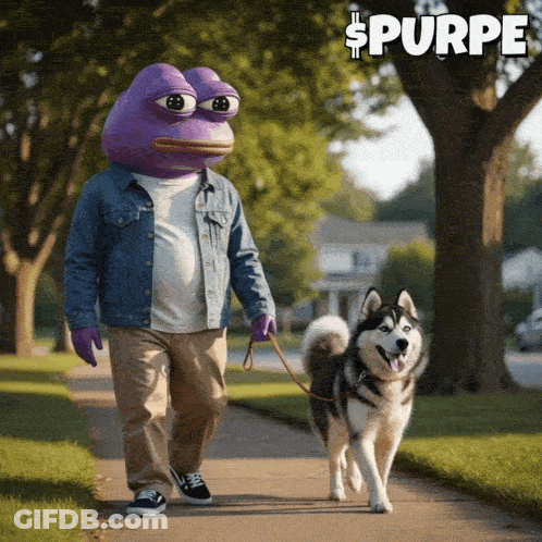 Man In Purple Frog Costume Walking Husky GIF