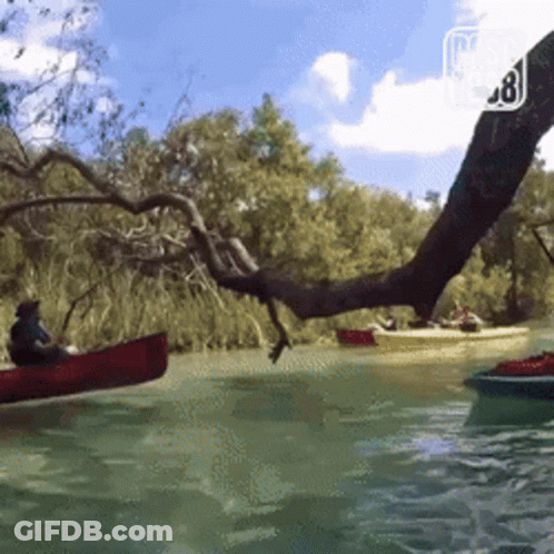 Man In Red Canoe Pulled By Tree Branch GIF