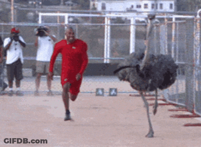 Man In Red Racing With Ostrich Today GIF