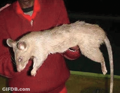 Man In Red Shirt Holding Large Rat GIF