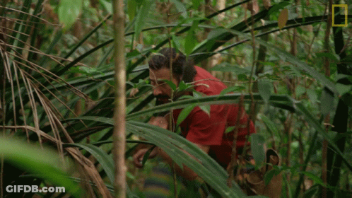 Man In Red Shirt Standing In Jungle GIF