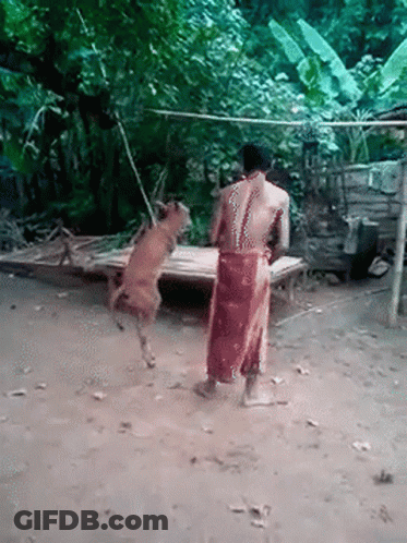 Man In Red Skirt Standing Next To Jumping Dog GIF