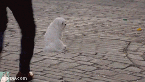 Man In Suit Holding Bride's Dress At Fountain GIF