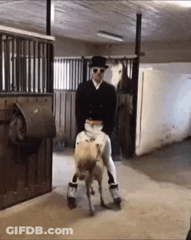 Man In Top Hat Riding Pony In Stable GIF