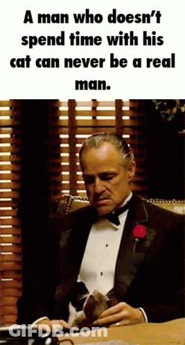 Man In Tuxedo At Desk With Cat GIF