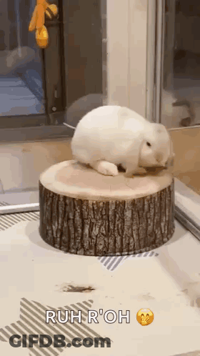 Man In White Hat And White Tank Top GIF