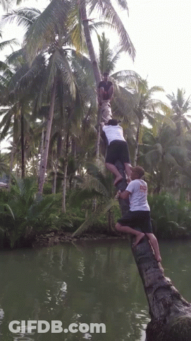 Man In White Hawaii Shirt Climbs Tree GIF