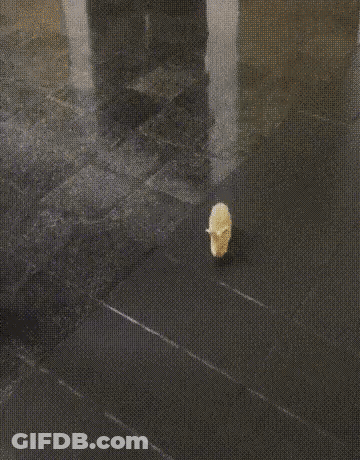 Man In White Tank Top Saying Ah Shit Here We Go Again GIF