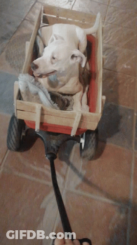 Man In Yellow Hat Pulling Wagon With Donkeys GIF