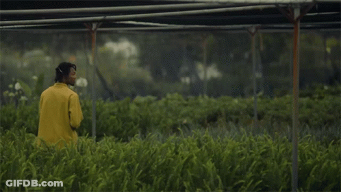 Man In Yellow Jacket In Green Field GIF