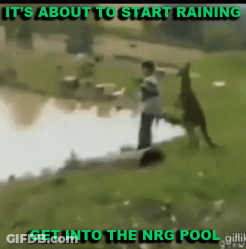 Man Kangaroo It's About To Rain NRG Pool GIF