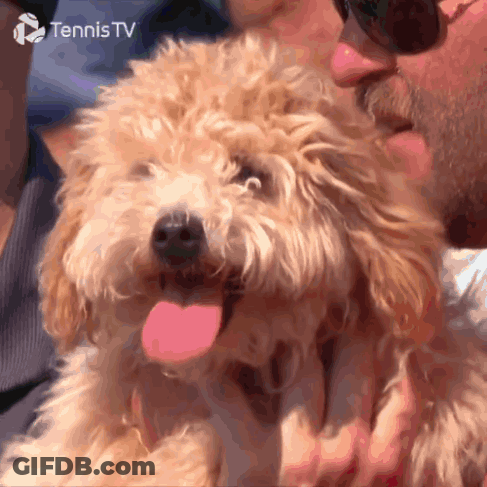 Man Kissing Small Dog Tennis TV GIF