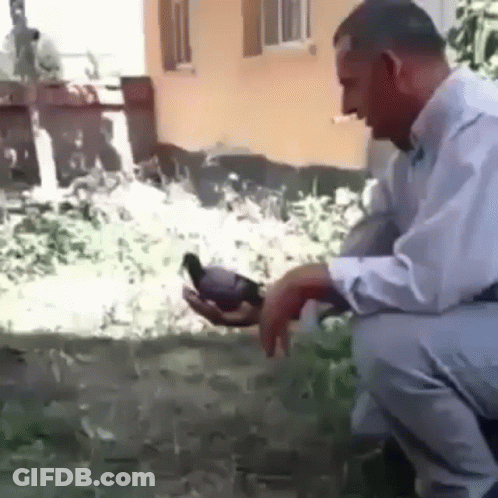 Man Kneeling Holding Pigeon GIF