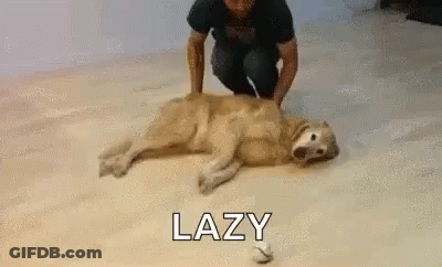 Man Kneeling Next To Dog Lying On Back GIF