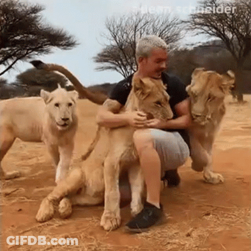 Man Kneeling Next To Two Lions In Dirt GIF