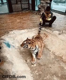 Man Kneeling Next To Walking Tiger GIF