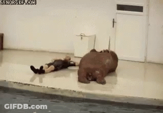 Man Laying Next To Hippopotamus In Swimming Pool GIF