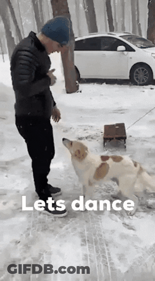 Man Let's Dance Dog Dancing GIF