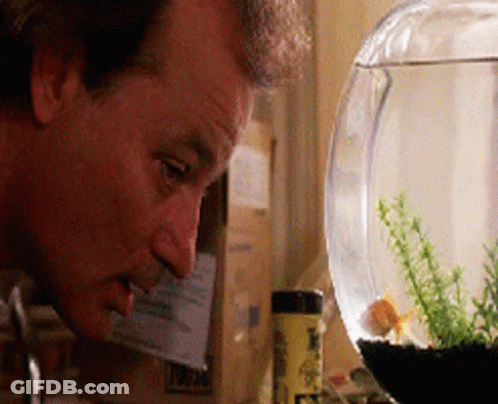 Man Looking At Goldfish In Fish Bowl GIF