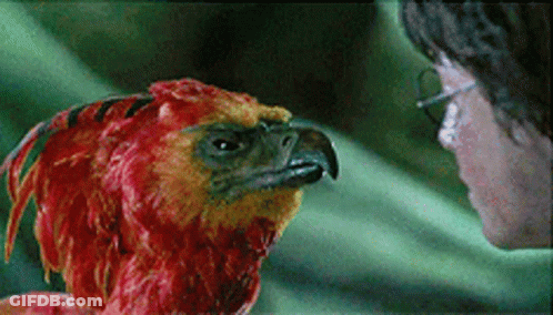 Man Looking At Red And Yellow Bird With Black Beak GIF