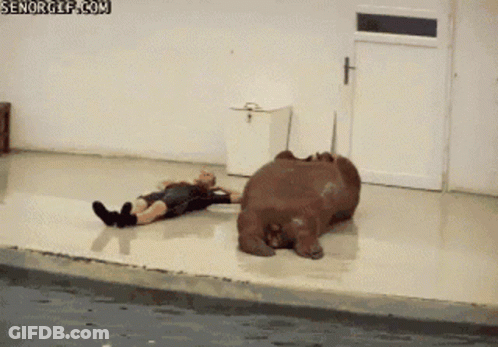 Man Lying Next To Hippopotamus GIF