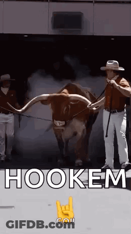 Man Next To Bull With Long Horns And Hookem Go Sign GIF