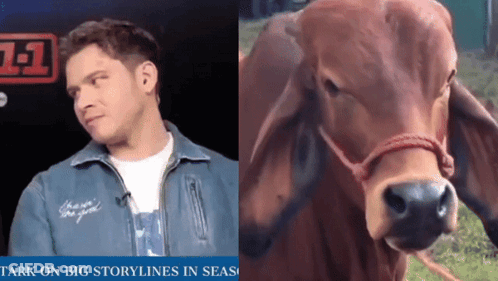 Man Next To Cow With Big Storylines In Seas GIF