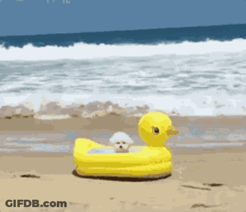 Man Next To Kangaroo It's About To Start Raining Get Into Nrg Pool GIF