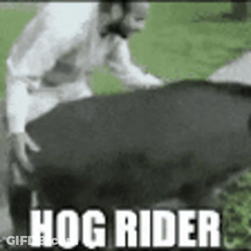 Man Next To Large Black Pig Saying Hog Rider GIF