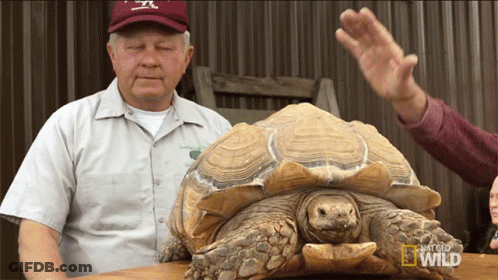 Man Next To Large Turtle Saying That Geo Wild GIF