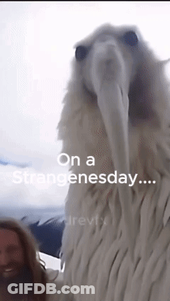 Man Next To Large White Animal On A Strangenessday GIF