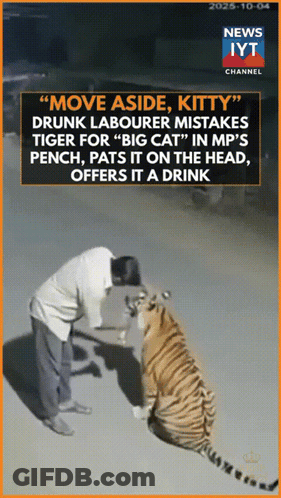 Man Next To Tiger Saying Move Aside Kitty GIF