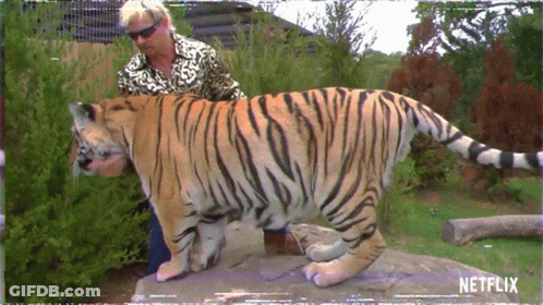Man Next To Tiger With Netflix Logo GIF