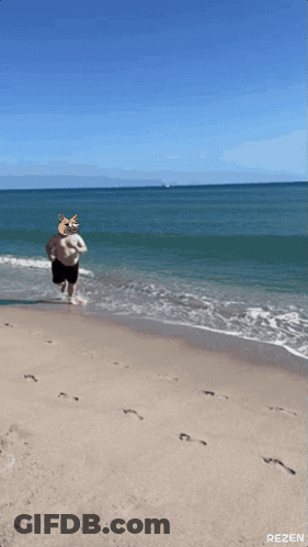 Man On Beach With Cat Face On Head GIF