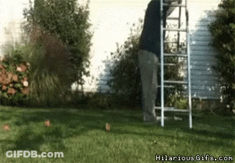 Man On Ladder In Yard Hilariousgifs GIF